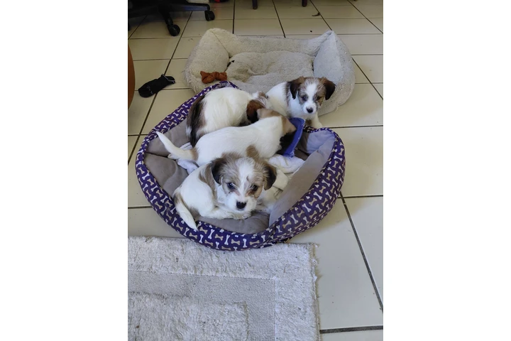 $250 : Puppies maltese image 1