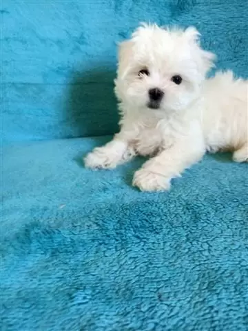 $450 : Cutie Maltese Pupppies image 3