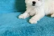 $450 : Cutie Maltese Pupppies thumbnail