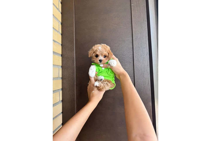 $350 : Maltipoo taza de té en venta image 2