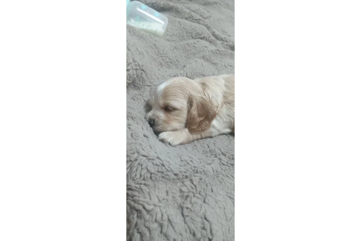 $350 : Cocker mix Yorkie image 3