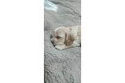 $350 : Cocker mix Yorkie thumbnail