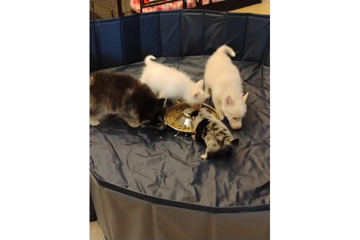 Pomsky puppies image 4