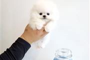 $250 : Teacup Pomeranian puppies thumbnail