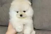 $500 : Teacup Pomeranian puppies thumbnail