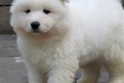 $550 : Samoyed puppies ready for sale thumbnail