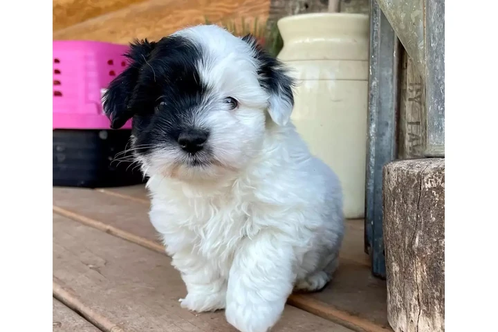 Smart Havanese puppies image 7