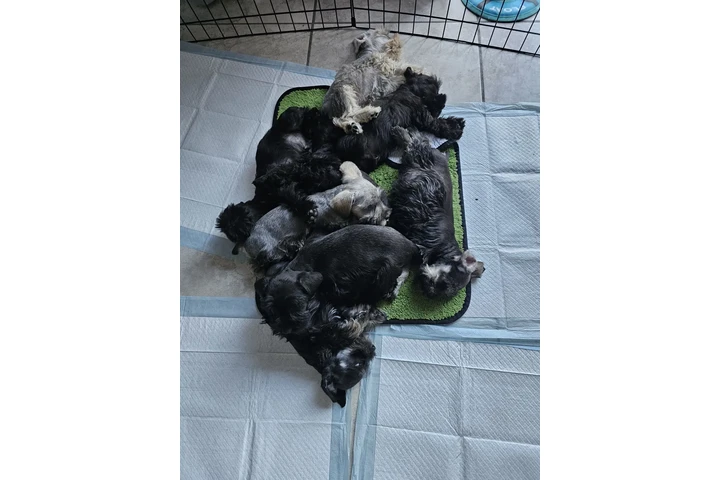 $1000 : 🐾 Hermosos cachorros en Miami image 4