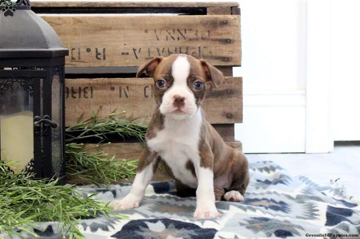 $600 : Boston Terrier Puppies image 1