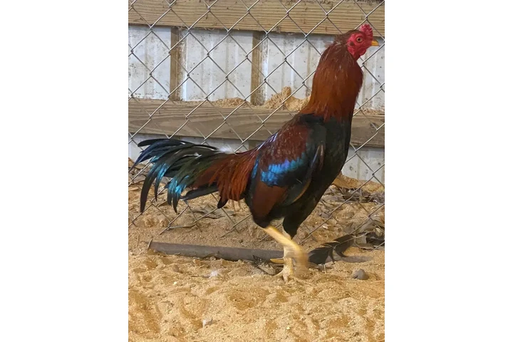 $200 : Chicken roster image 5