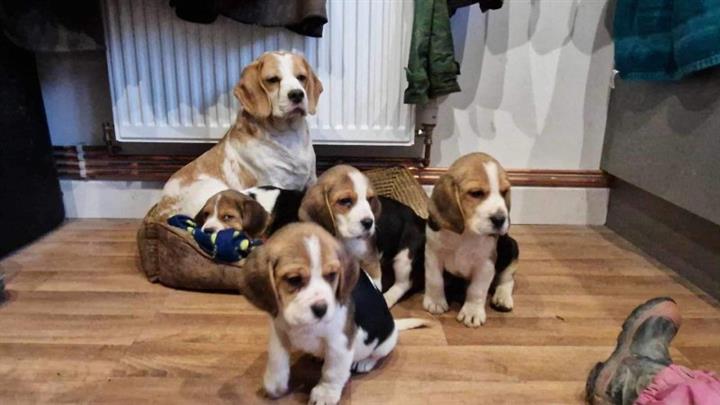 $400 : Beagle Puppy Available image 1