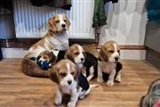 Beagle Puppy Available en Miami