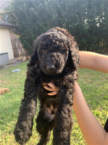 Standard Poodle puppies image 5