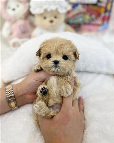 $300 : Teacup Maltese puppy image 4