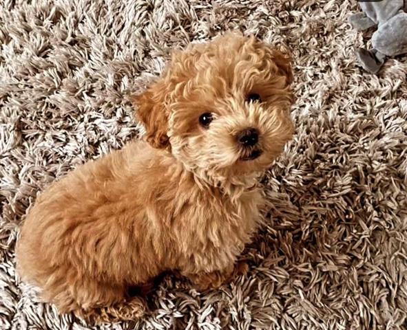 $650 : Exquisite Maltipoo Puppies image 3