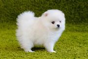 $100 : ⭐️❣️Triple coat Pomeranian P❣️ thumbnail