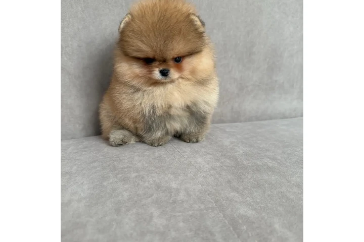 $350 : Pomerania taza de té image 3