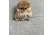 $350 : Pomerania taza de té thumbnail