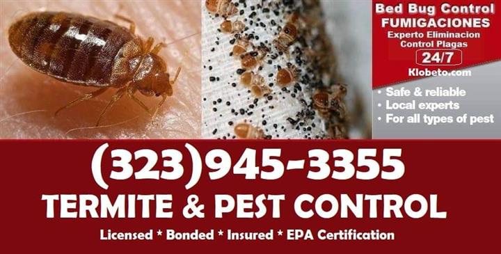 BED BUGS - PEST CONTROL 24/7 image 5
