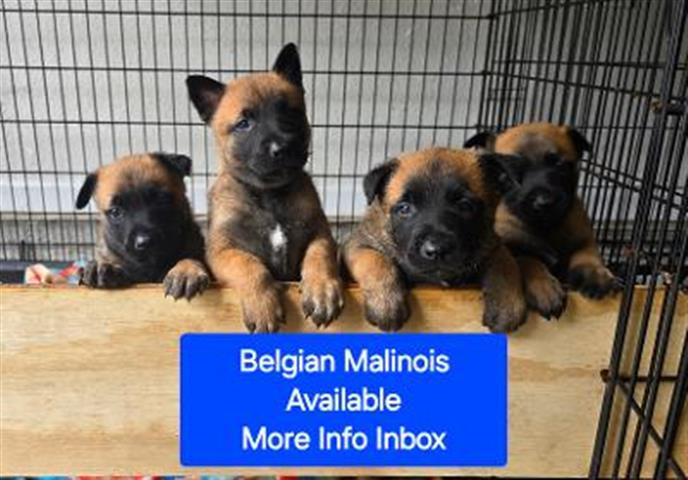 $800 : Belgian Malinois image 1