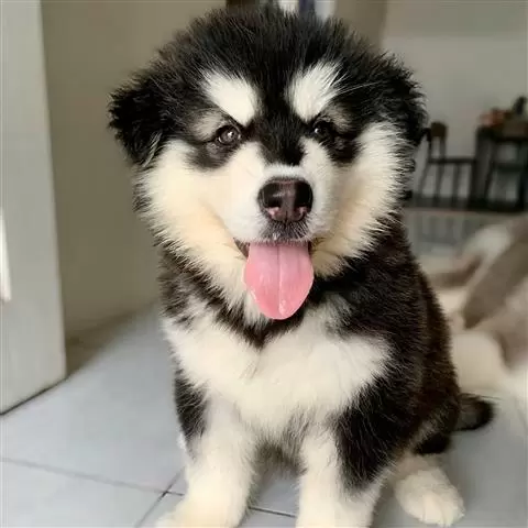 $400 : Alaskan Malamute Puppies image 1