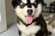 Alaskan Malamute Puppies en Bronx