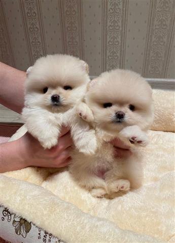 $400 : Pomeranian puppies image 1