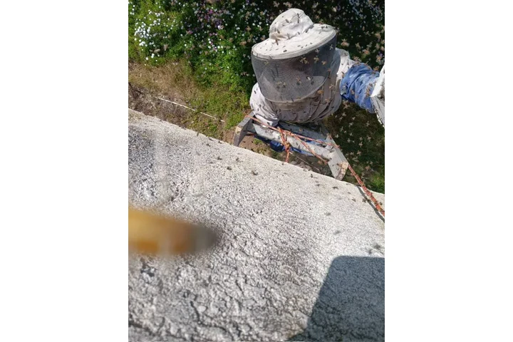 CONTROL DE ABEJAS, BEE REMOVAL image 1