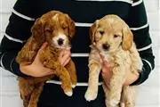 Hypoallergenic Goldendoodle Pu en Los Angeles