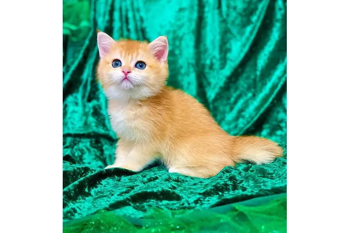 $380 : Gatitos Ragdoll Azules image 3
