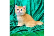 $380 : Gatitos Ragdoll Azules thumbnail