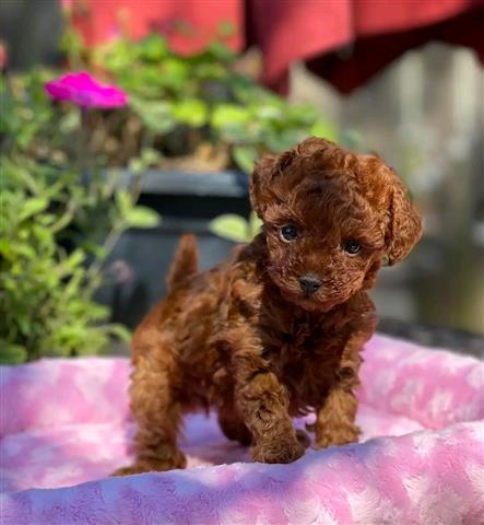 $500 : healthy Toy poodle puppies image 3