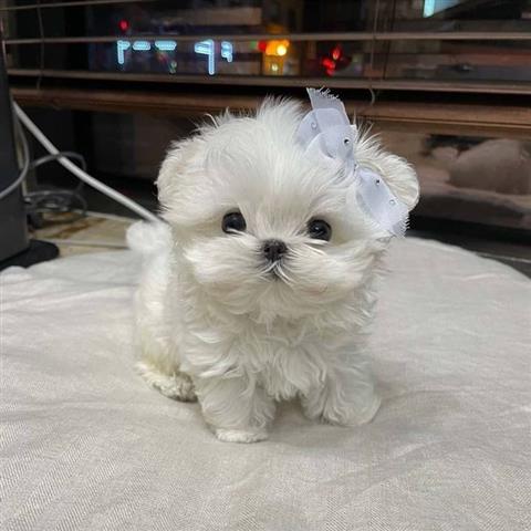 $400 : Pomeranian puppies Maltese image 6