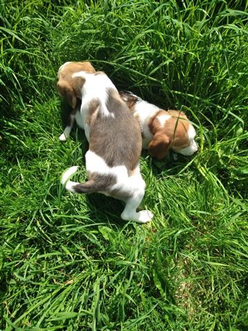 $500 : Cute Beagle Puppies for sale image 2