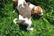 $500 : Cute Beagle Puppies for sale thumbnail