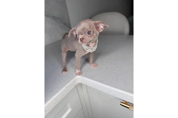 $250 : Teacup Chihuahua puppies image 1