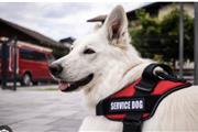 CERTIFICADO SERVICE DOG