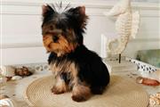 $350 : Yorkshire terrier puppie thumbnail