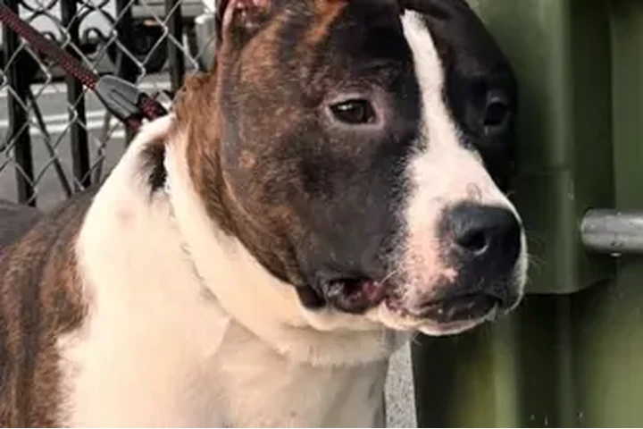 $150 : American staffordshire terrier image 6