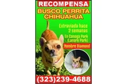 ¡BUSCO PERRITA PERDIDA! en Los Angeles