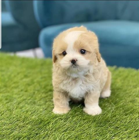 $320 : Mini maltipoo puppies image 3