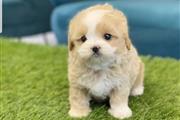 $320 : Mini maltipoo puppies thumbnail