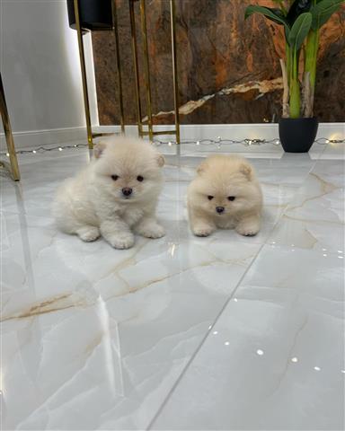 $400 : Pomeranian puppies image 3