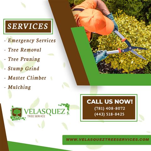 Velasquez Tree Service image 4