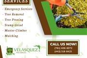 Velasquez Tree Service thumbnail 4