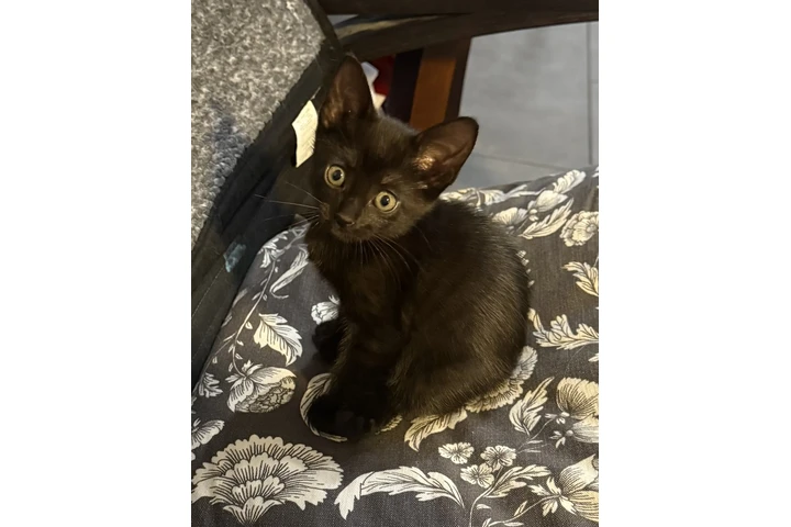 $1 : Gatitos free image 1