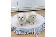 Cachorros Maltipoo todavía dis en Denver