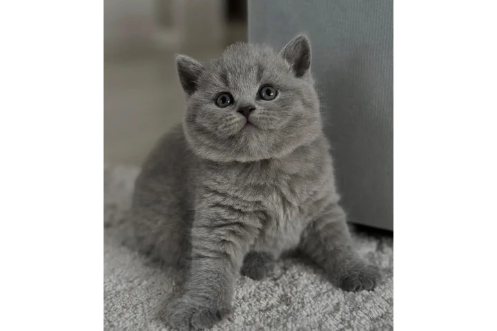 $300 : Grey British Shorthair image 2