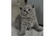 $300 : Grey British Shorthair thumbnail