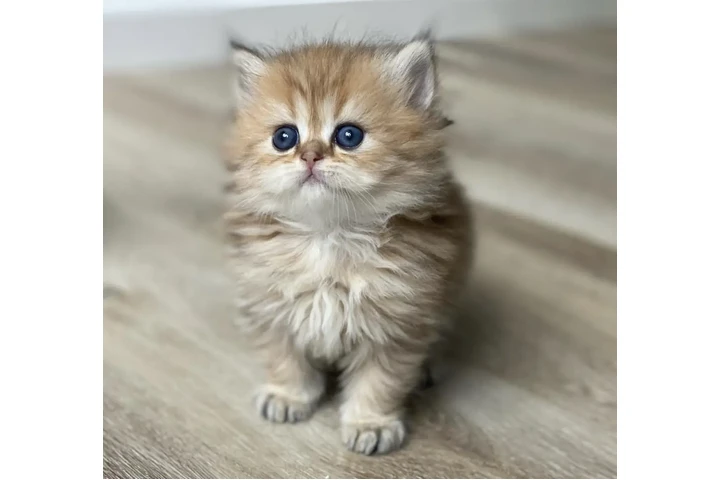 $200 : Persian Kittens Ready image 2